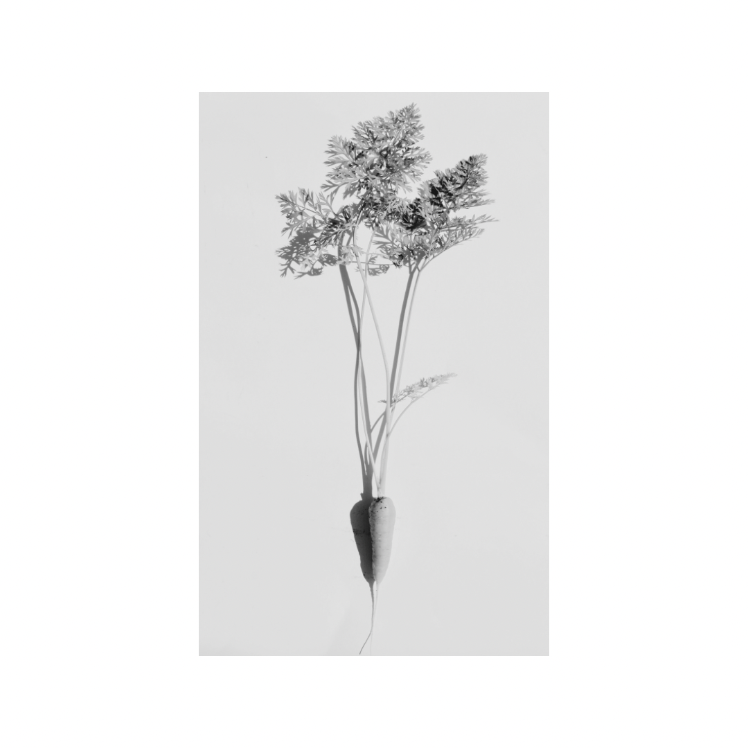 Ultra Moisturising Facial Carrot Oil